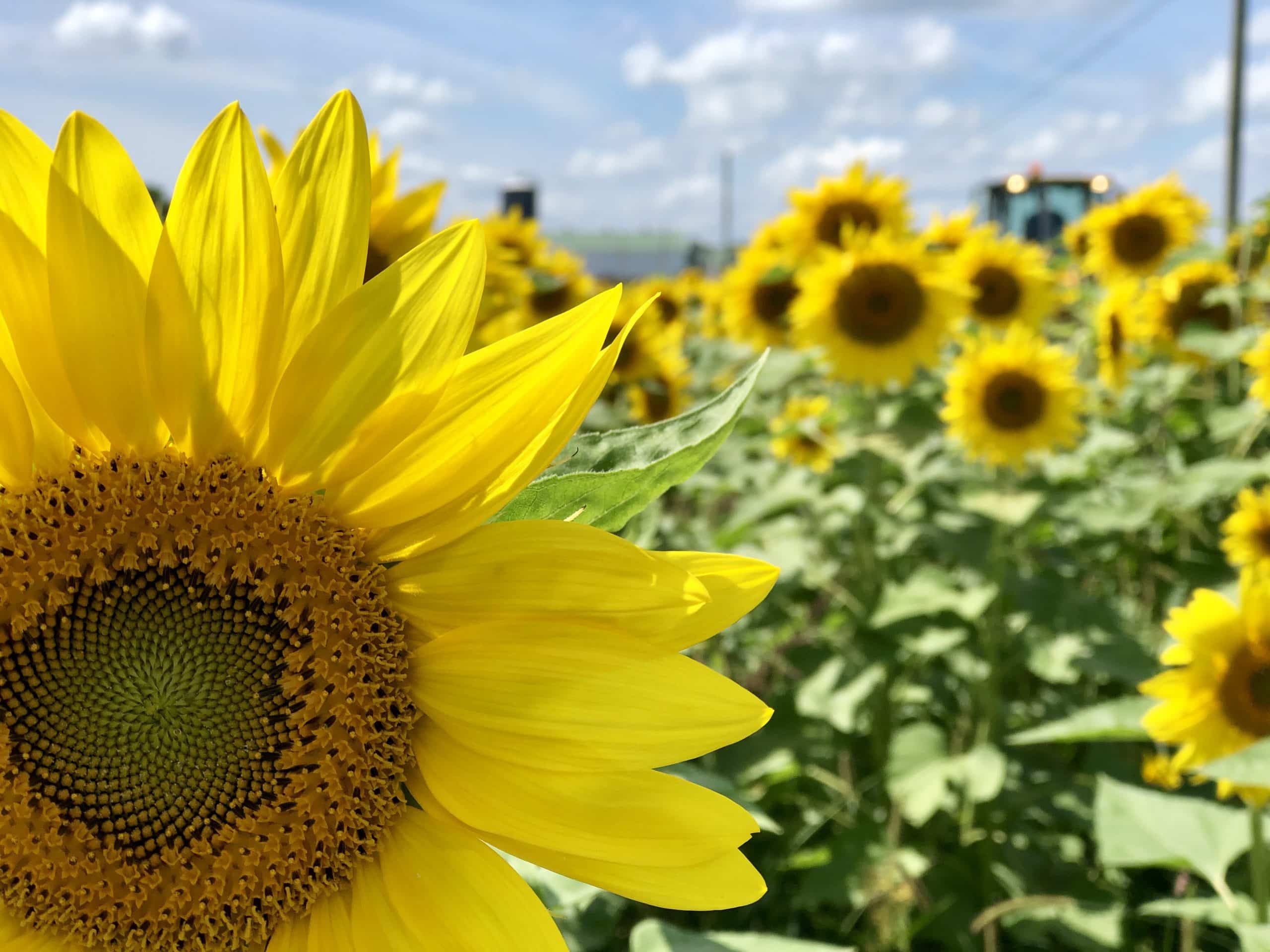 Sunflowers at Nickajack Farms