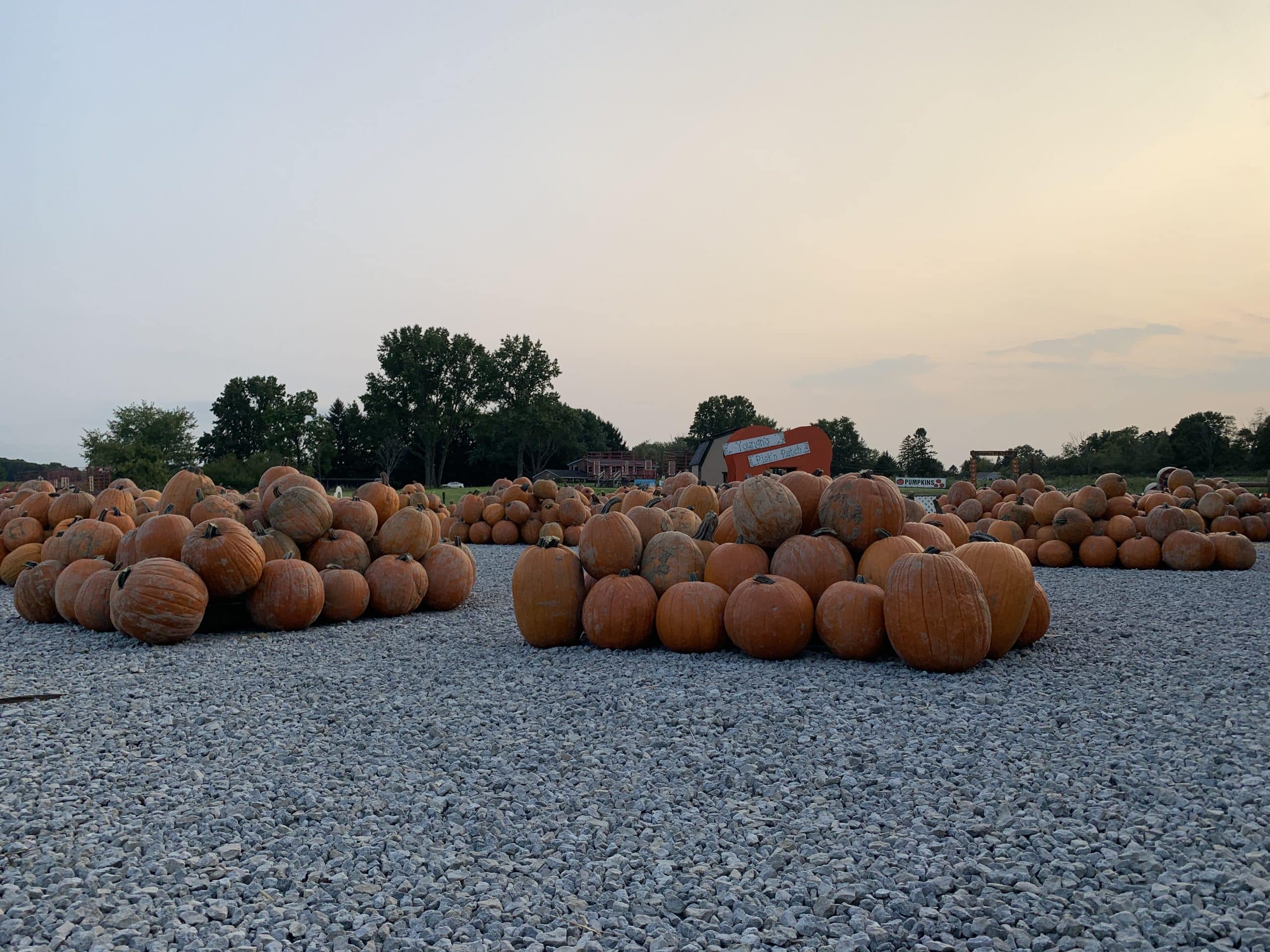 Pumpkin Piles