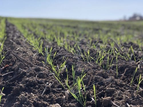 Wheat that turns into straw