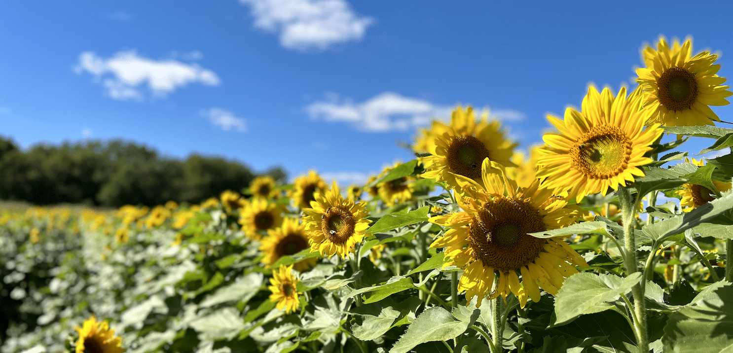 Summer Sunflowers