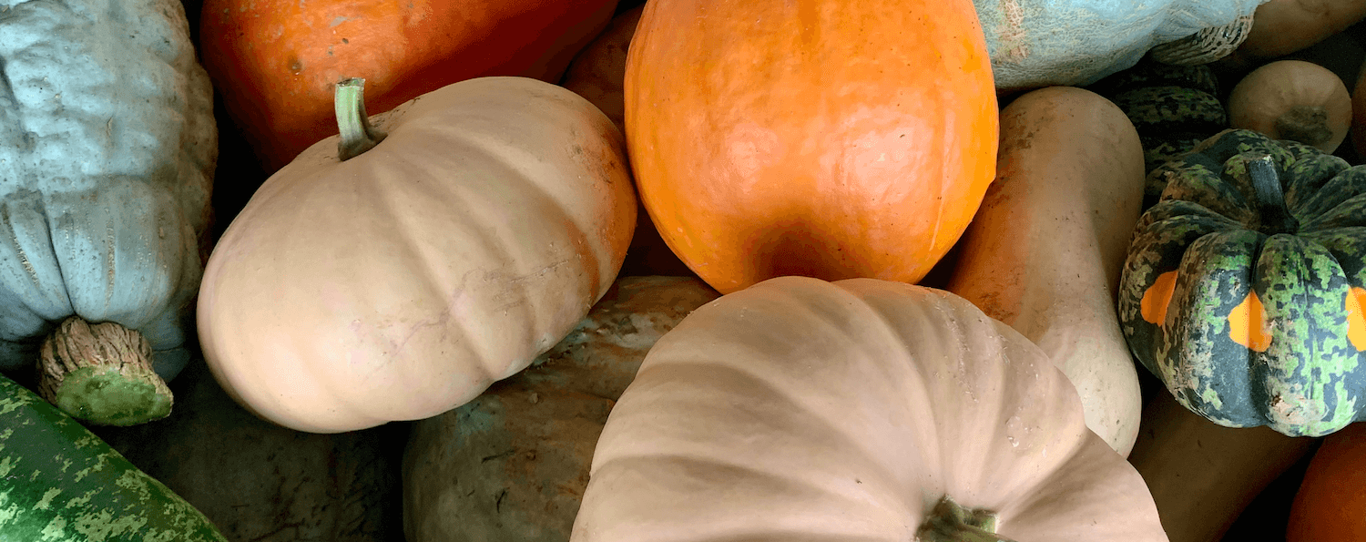 Pumpkin and Gourd Background